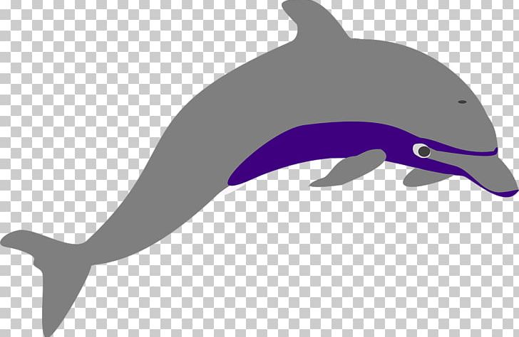 Porpoise Tucuxi Wholphin PNG, Clipart, Animals, Common Bottlenose Dolphin, Computer Icons, Dolphin, Fauna Free PNG Download