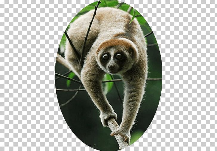 Primate Pygmy Slow Loris Nycticebus Kayan Sunda Slow Loris Nycticebus Bancanus PNG, Clipart, Animal, Animals, Borneo, Fauna, Lemur Free PNG Download