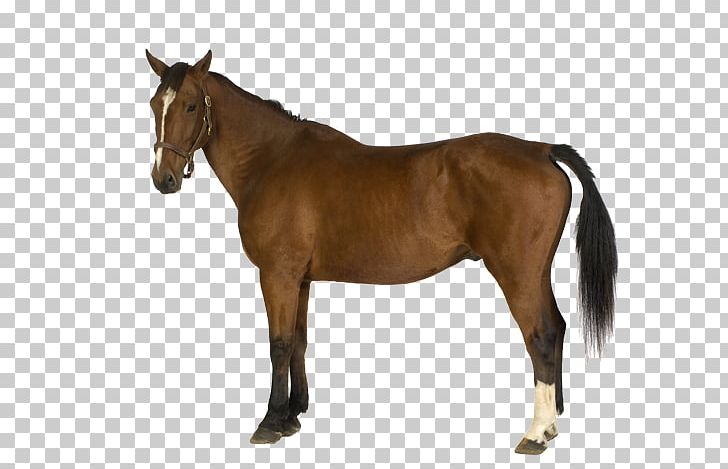 Belgian Horse Horses Shutterstock Illustration PNG, Clipart, Animal, Animals, Bit, Bridle, Colt Free PNG Download