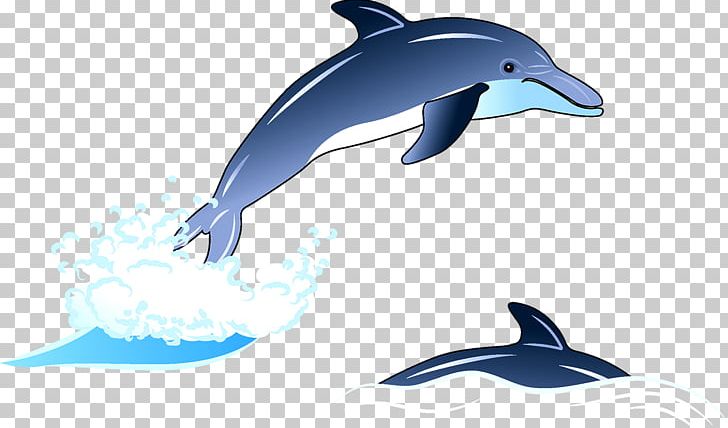Common Bottlenose Dolphin Wholphin Tucuxi Rough-toothed Dolphin Dolphin PNG, Clipart, Animals, Cartoon, Cartoon Dolphin, Cute Dolphin, Dolphin Free PNG Download