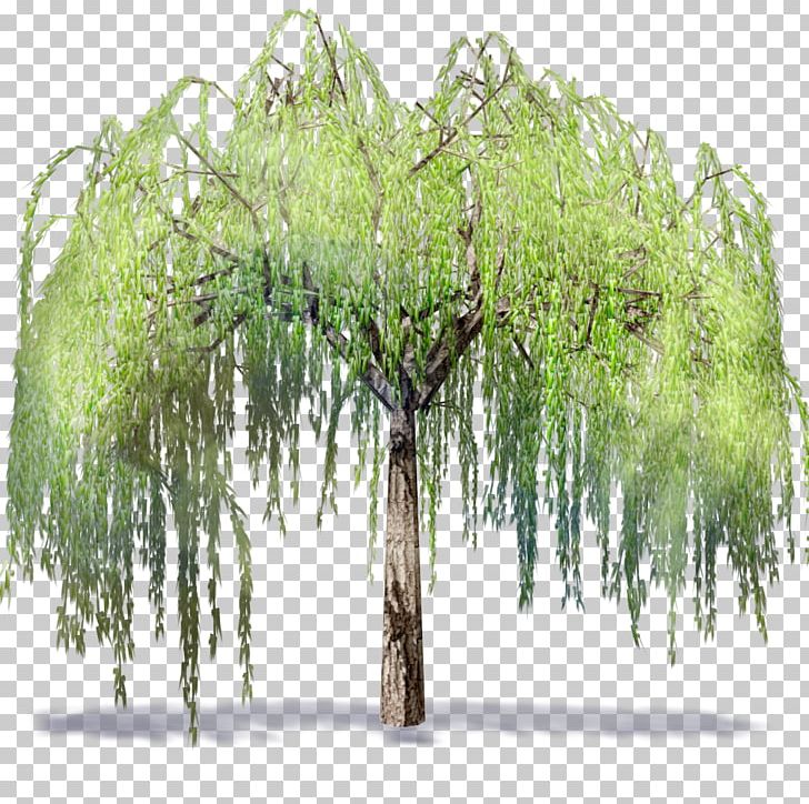 Willow Autodesk Revit .dwg Building Information Modeling Tree PNG, Clipart, Archicad, Artlantis, Autocad, Autocad Dxf, Autodesk 3ds Max Free PNG Download