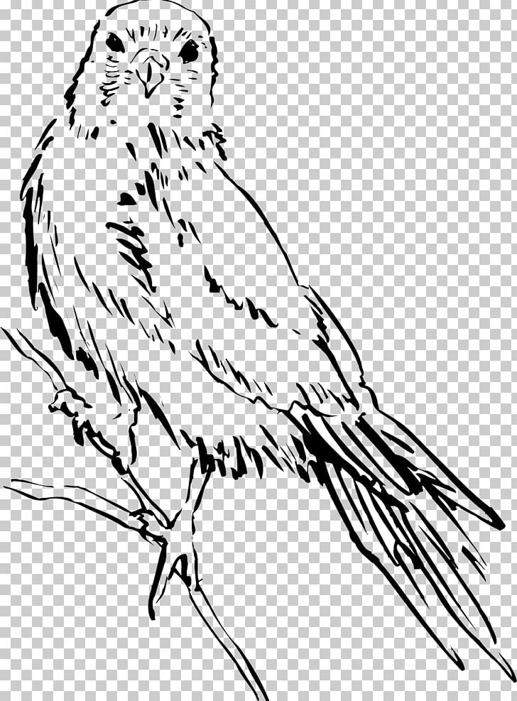Bird Drawing Black And White PNG, Clipart, Animals, Art, Artwork, Beak, Bird Free PNG Download