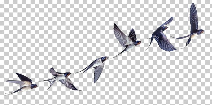 Bird Flight Barn Swallow Swallow Tattoo Welcome Swallow PNG, Clipart, All About Birds, Animals, Barn Swallow, Beak, Bird Free PNG Download