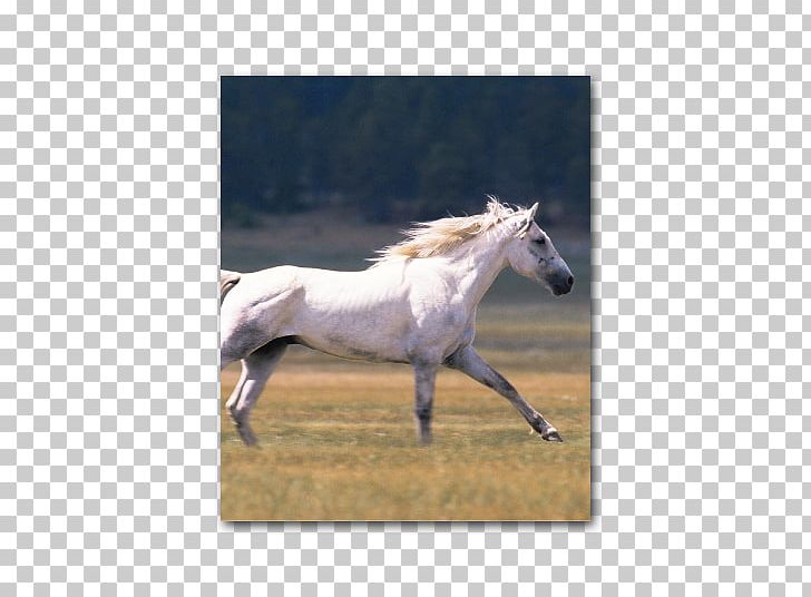 Horse Silvermane: A Western Quartet Stallion Foal Pony PNG, Clipart, Animal, Animals, Back, Book, Bridle Free PNG Download