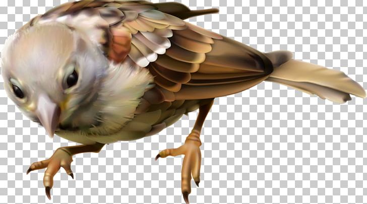 House Sparrow Eurasian Tree Sparrow Bird PNG, Clipart, Adobe Illustrator,  Animals, Beak, Birds, Boy Cartoon Free