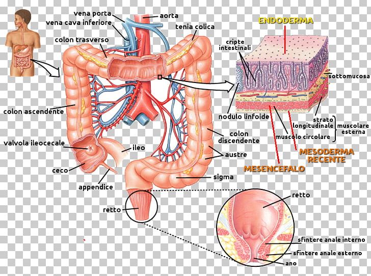Muscle Small Intestine Human Anatomy PNG, Clipart, Abdomen, Anatomy, Angle, Apparato Digerente, Blood Vessel Free PNG Download
