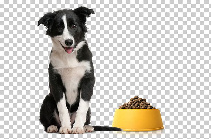 Dog Training Pet Dog-E-Clips Dog Crate PNG, Clipart, Animal, Animal Control And Welfare Service, Border Collie, Cat, Companion Dog Free PNG Download