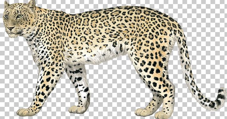 Leopard Cheetah Jaguar Whiskers Felidae PNG, Clipart, Animal, Animal Figure, Animals, Big Cats, Carnivoran Free PNG Download