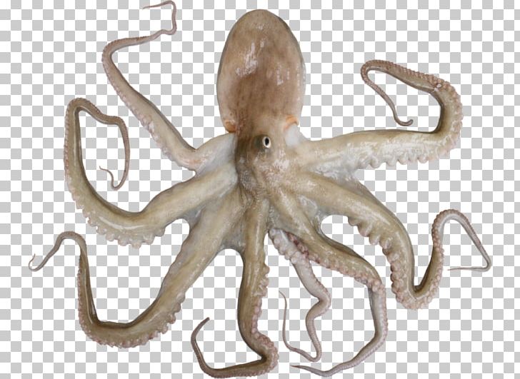 Octopus Cephalopod Terrestrial Animal PNG, Clipart, Animal, Cephalopod, Invertebrate, Marine Invertebrates, Maruko Free PNG Download