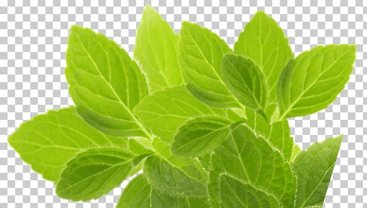 Peppermint Herbs For Hepatitis C And The Liver Portable Network Graphics Herbal Tea PNG, Clipart, Aufguss, Chicory, Essential Oil, Format, Herb Free PNG Download