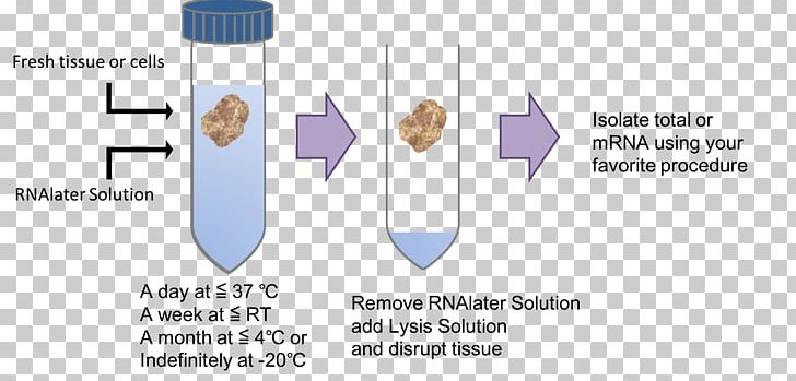 Information Invitrogen Dynal AS Organism Solution PNG, Clipart, Angle, Aqueous Solution, Biotechnology, Business, Diagram Free PNG Download