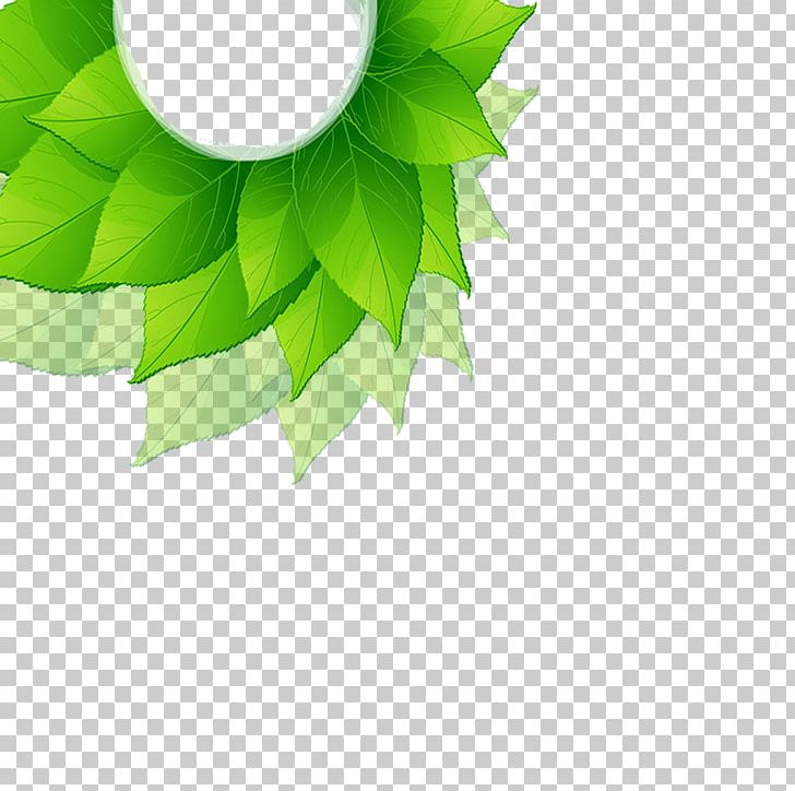 Leaf Green PNG, Clipart, Angle, Background Green, Circle, Clip Vector, Computer Free PNG Download