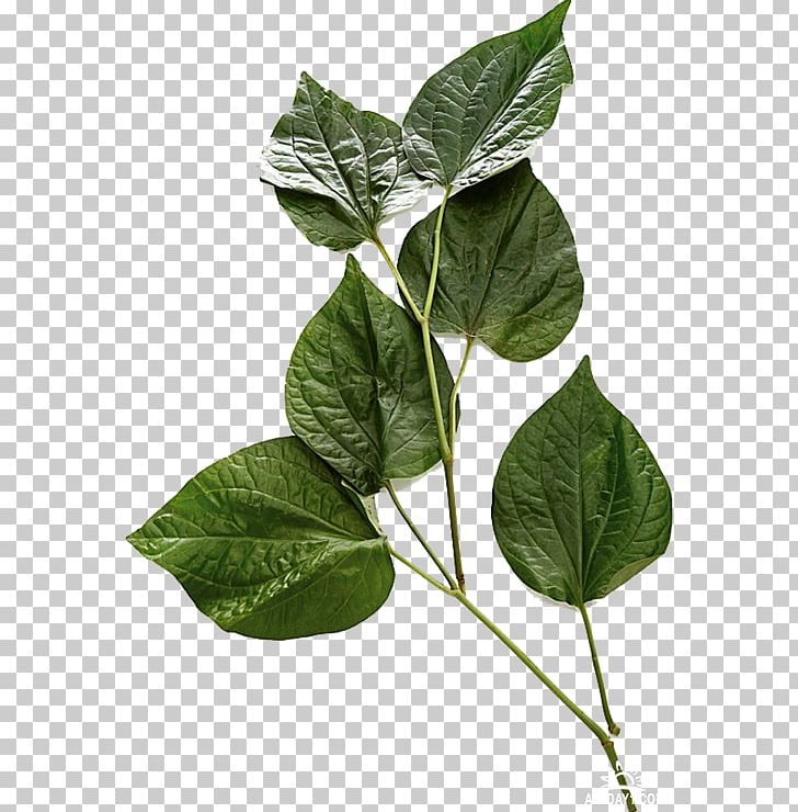 Leaf Price Vegetable Fruit Herb PNG, Clipart, Alphabet, Branch, Branching, Fruit, Herb Free PNG Download