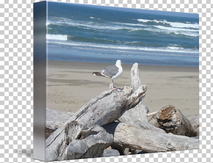 Shore Driftwood Gulls Art Sea PNG, Clipart, Art, Beach, Canvas, Coast, Driftwood Free PNG Download