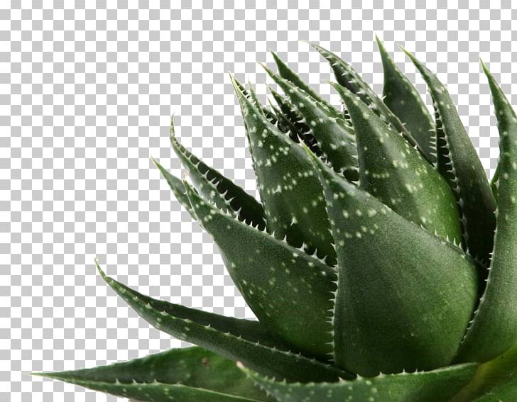 Aloe Vera Gel Plant PNG, Clipart, Acne, Agave, Agave Azul, Aloe, Aloe Plant Free PNG Download