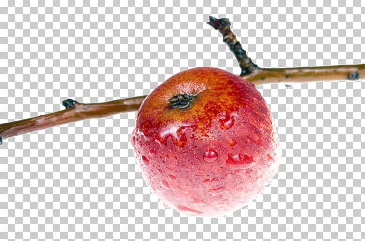 Apple Branch PNG, Clipart, Apple, Apple Fruit, Apple Logo, Auglis, Branch Free PNG Download