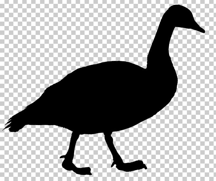Canada Goose Duck Bird PNG, Clipart, Anatidae, Animal, Animals, Beak, Bird Free PNG Download