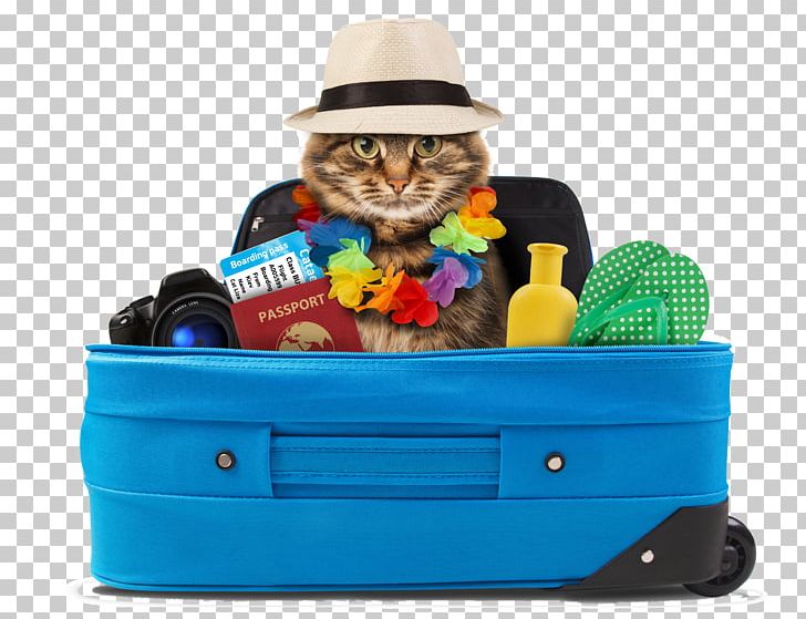 Cat Kitten Dog Pet Sitting Puppy PNG, Clipart, Backpack, Baggage, Beach, Beaches, Beach Party Free PNG Download