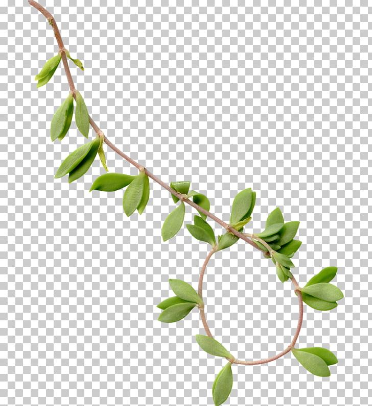 Leaf Tree Branch Computer Icons PNG, Clipart, Branch, Computer Icons, Download, Flower, Flowering Plant Free PNG Download