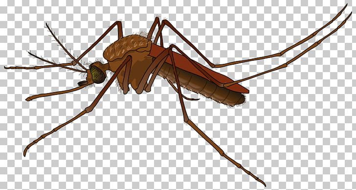 Flying Mosquitoes Scalable Graphics Pixel PNG, Clipart, Arthropod, Display Resolution, Download, Fly, Flying Free PNG Download