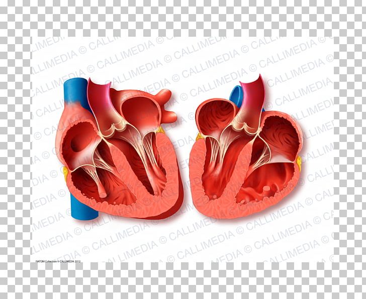 Heart Valve Mitral Valve Aortic Valve Valvular Aortic Stenosis PNG, Clipart, Aorta, Aortic Valve, Cardiology, Cardiovascular Disease, Disease Free PNG Download