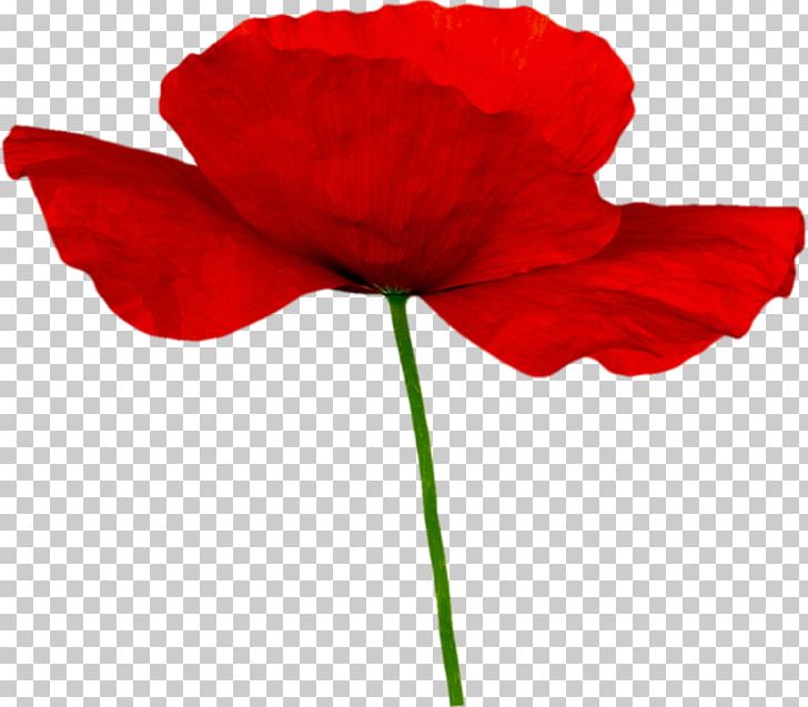 Poppy Flower PNG, Clipart, Coquelicot, Cut Flowers, Digital Image, Flowering Plant, Image Viewer Free PNG Download