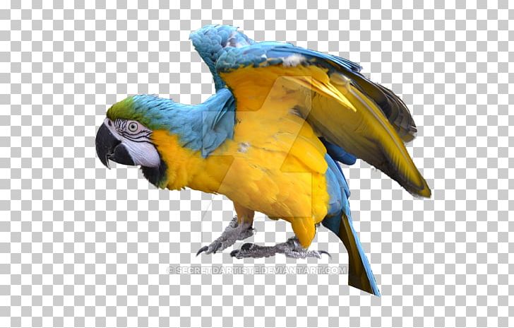 Blue-and-yellow Macaw Bird Parakeet Feather PNG, Clipart, 9 December, Animal, Beak, Bird, Blueandyellow Macaw Free PNG Download