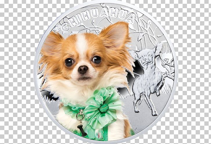 Chihuahua Mint Coin Cat Silver PNG, Clipart, Blue Merle, Carnivoran, Cat, Chihuahua, Coin Free PNG Download
