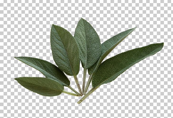 Common Sage Tea Herb Health Sage Of The Diviners PNG, Clipart, Antioksidan, Clary, Common Sage, Cooking, Extract Free PNG Download