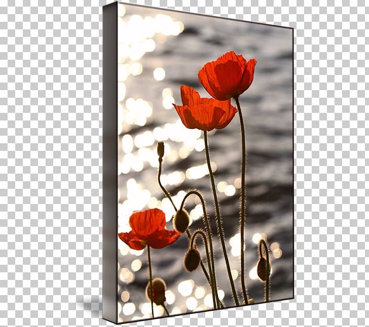 Common Poppy Sunset Lake Geneva Poppies PNG, Clipart, Canvas, Canvas Print, Common Poppy, Coquelicot, Floral Design Free PNG Download