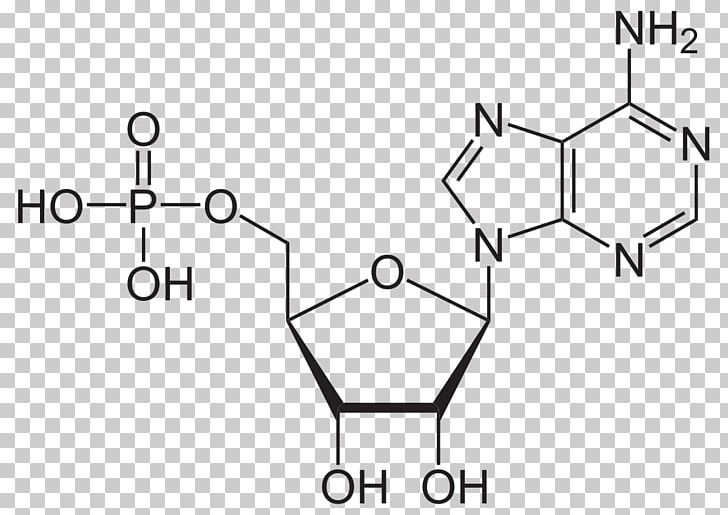 Cyclic Adenosine Monophosphate Adenosine Triphosphate Adenine PNG, Clipart, Adenosine, Adenosine Diphosphate, Adenosine Monophosphate, Adenosine Triphosphate, Angle Free PNG Download