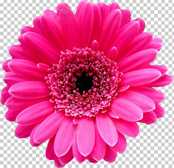 Transvaal Daisy Flower Bouquet Pink Tulip PNG, Clipart, Annual Plant, Aster, Chrysanths, Cut Flowers, Dahlia Free PNG Download