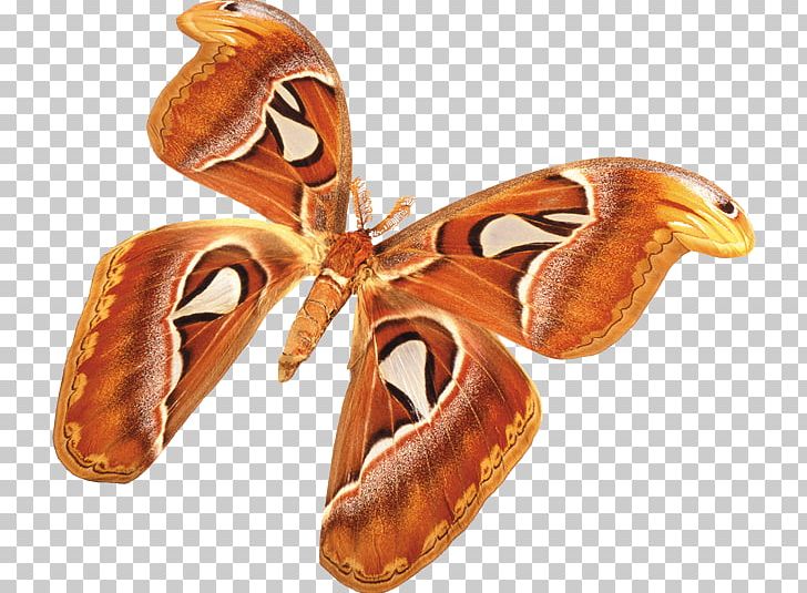 Butterfly Moth Transparency And Translucency Art PNG, Clipart, Art, Butterflies And Moths, Butterfly, Color, Download Free PNG Download