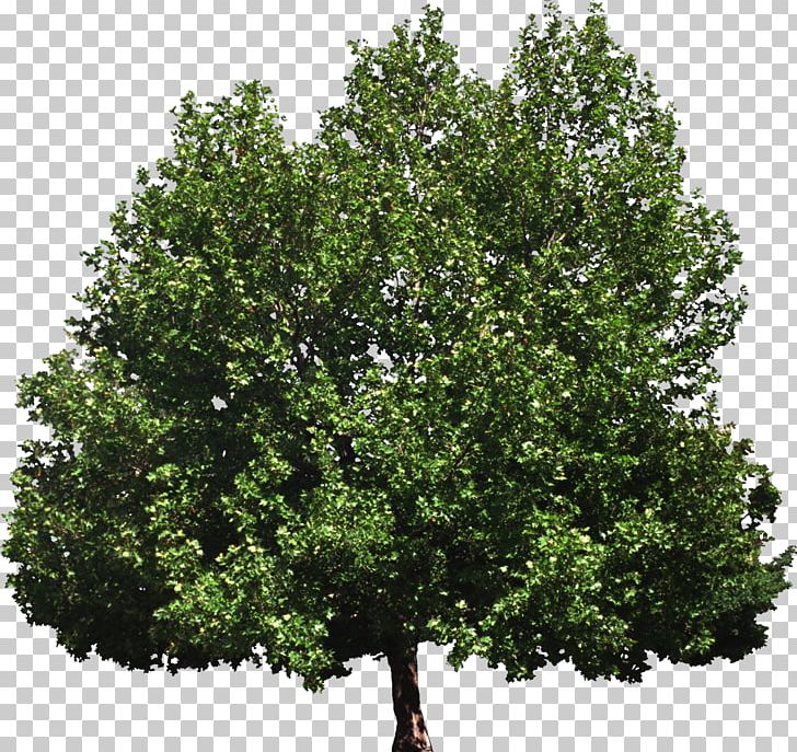Tree Of Heaven Woody Plant Broad-leaved Tree PNG, Clipart, Ailanthus, Autumn Leaf Color, Branch, Broadleaved Tree, Broad Leaved Tree Free PNG Download
