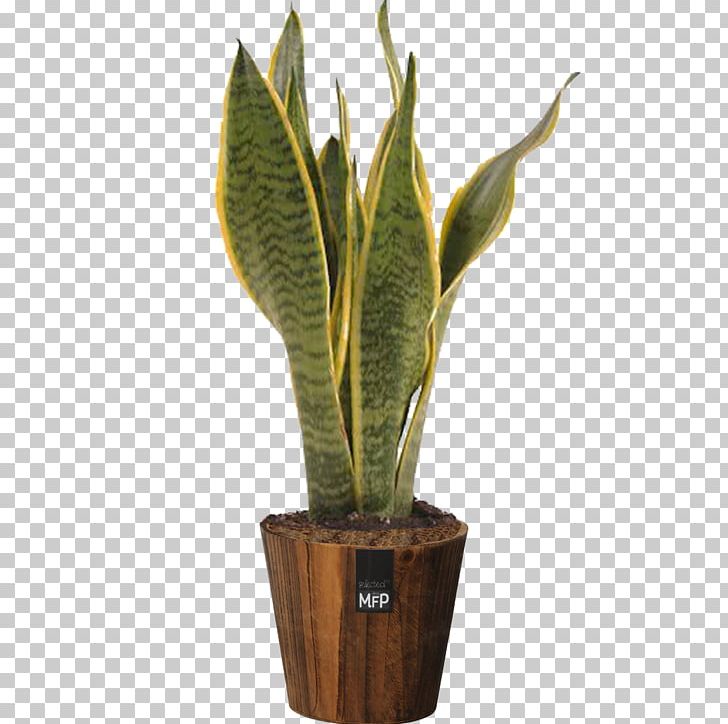 Viper's Bowstring Hemp Flowerpot Houseplant Sansevieria Zeylanica PNG, Clipart,  Free PNG Download