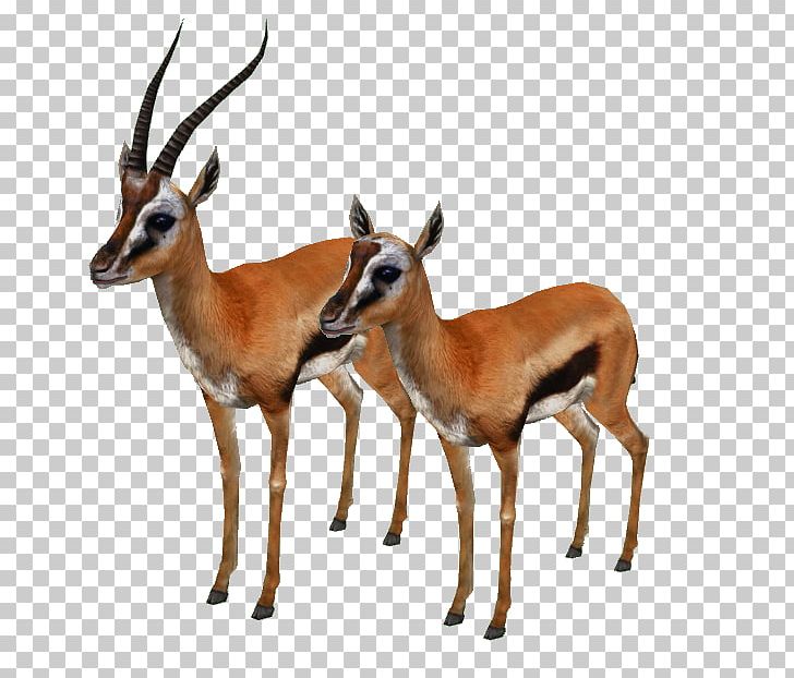 Impala Springbok Musk Deers Gazelle PNG, Clipart, Animal, Animals, Antelope, Chevrolet Impala, Cow Goat Family Free PNG Download