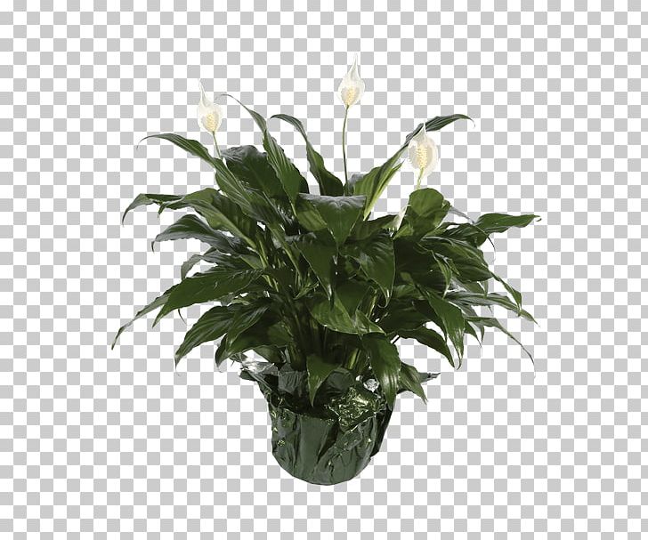 Peace Lily Flowerpot Houseplant PNG, Clipart, 6 Inch, Bear, Brown Bear, Flower, Flowering Plant Free PNG Download