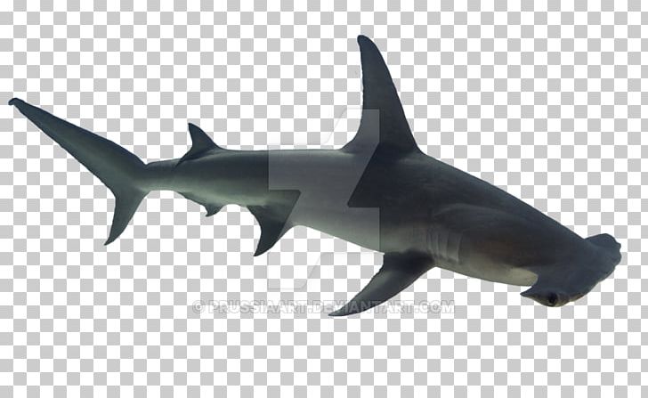 Requiem Sharks Hammerhead Shark Bull Shark Fish PNG, Clipart, Animal Figure, Animals, Bull Shark, Carcharhiniformes, Cartilaginous Fish Free PNG Download