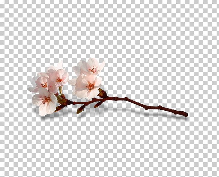 Blossom Flower Computer File PNG, Clipart, Blossom, Blossoms, Blossom Vector, Branch, Cherry Blossom Free PNG Download