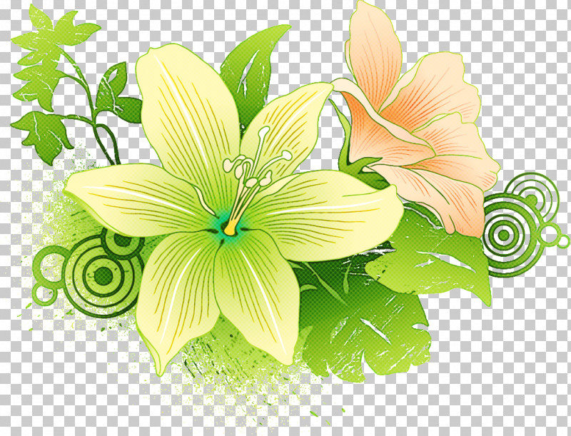Lily Flower PNG, Clipart, Birthday, Birthday Cards, Drawing, Floral Design, Flower Free PNG Download