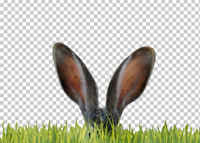 Grass Lawn Plant Wildlife PNG, Clipart, Grass, Lawn, Paint, Plant, Spring Free PNG Download