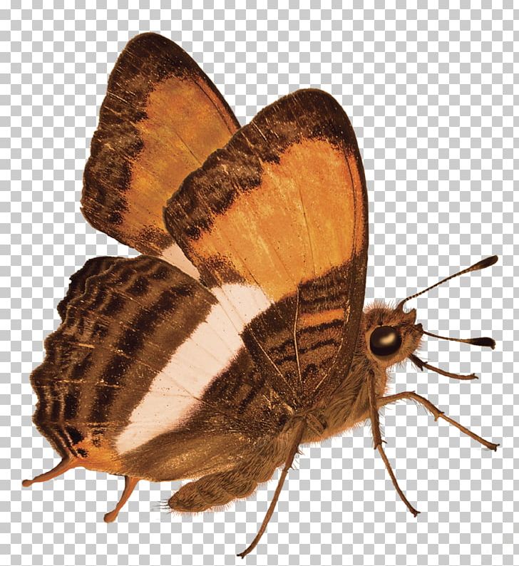 Brush-footed Butterflies Butterfly Moth Gossamer-winged Butterflies PNG, Clipart, 2016, Advertising, Arthropod, Brush Footed Butterfly, Butterfly Free PNG Download