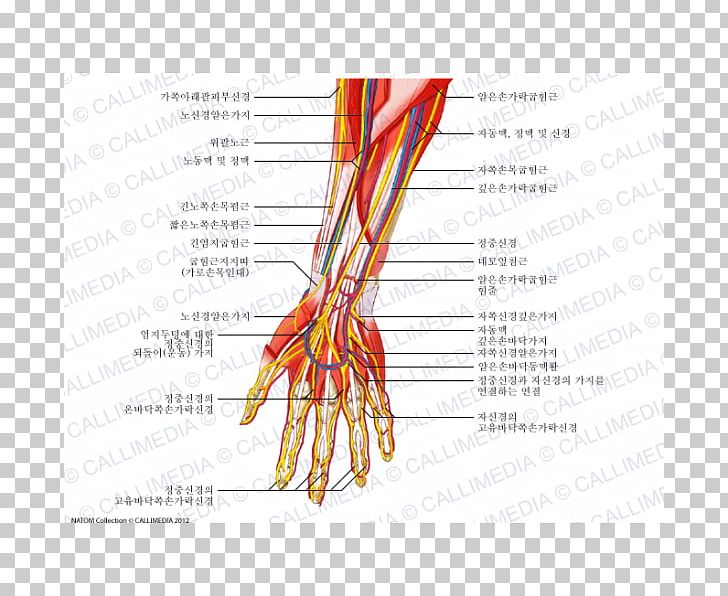 Finger Nerve Blood Vessel Forearm Human Anatomy PNG, Clipart, Anatomy, Arm, Blood Vessel, Diagram, Ear Free PNG Download