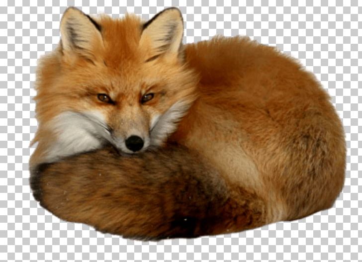 Red Fox Portable Network Graphics Computer Icons PNG, Clipart, Animals, Carnivoran, Centerblog, Computer Icons, Dhole Free PNG Download