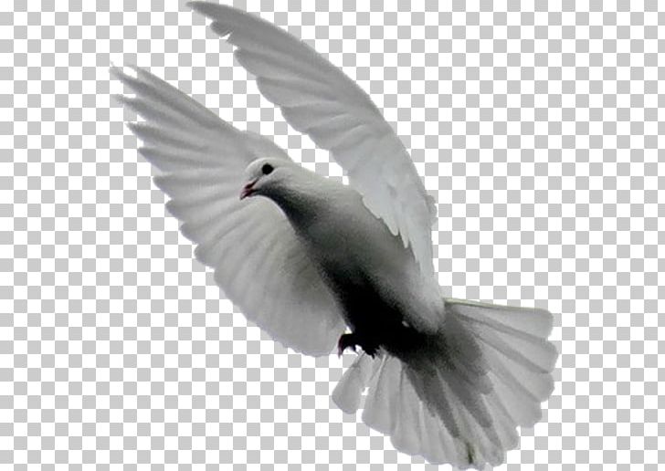 Domestic Pigeon Bird Columbidae Typical Pigeons PNG, Clipart, Animal, Animals, Animation, Art White, Beak Free PNG Download