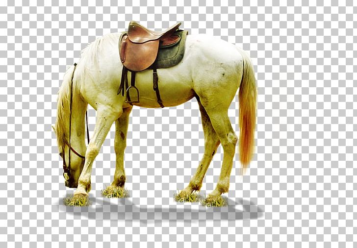 Horse PNG, Clipart, Animals, Background, Bridle, Deep, Display Resolution Free PNG Download