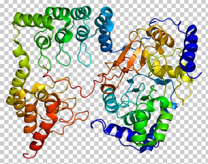 Myosin-light-chain Phosphatase Protein Phosphatase Myosin Light-chain Kinase PNG, Clipart, Art, Body Jewelry, Enzyme, Line, Myosin Free PNG Download
