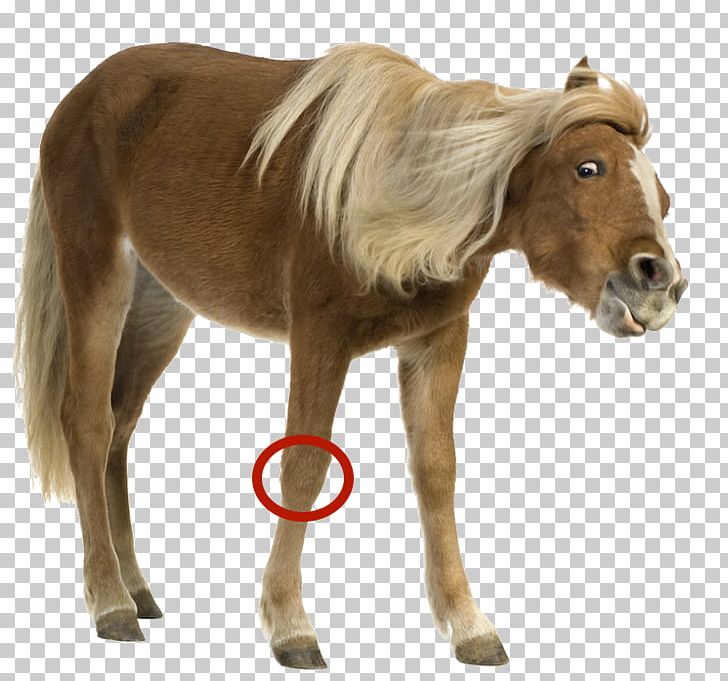 Shetland Pony Mane Mustang Foal PNG, Clipart, Equus, Foal, Halter, Horse, Horse Like Mammal Free PNG Download