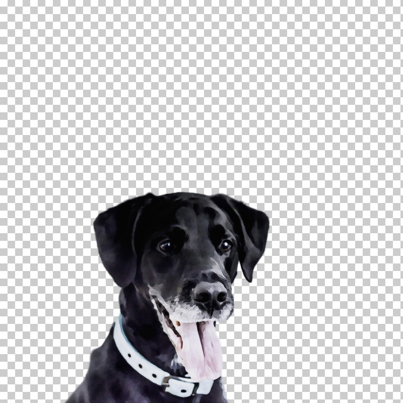 Dog Labrador Retriever Dog Collar Sporting Group Snout PNG, Clipart, Dog, Dog Collar, Great Dane, Labrador Retriever, Paint Free PNG Download