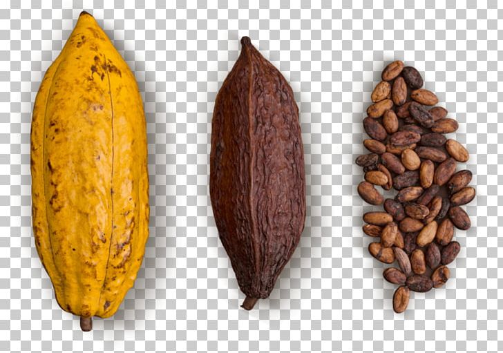 Cocoa Bean Chocolate Nacional Green Leaf PNG, Clipart, Chocolate, Cocoa Bean, Commodity, Emerald, English Language Free PNG Download